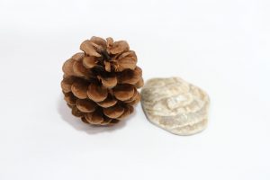 Pine Cone and seashell