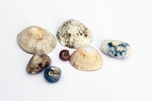 Seashells